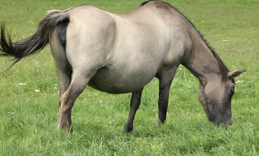 causes colique cheval